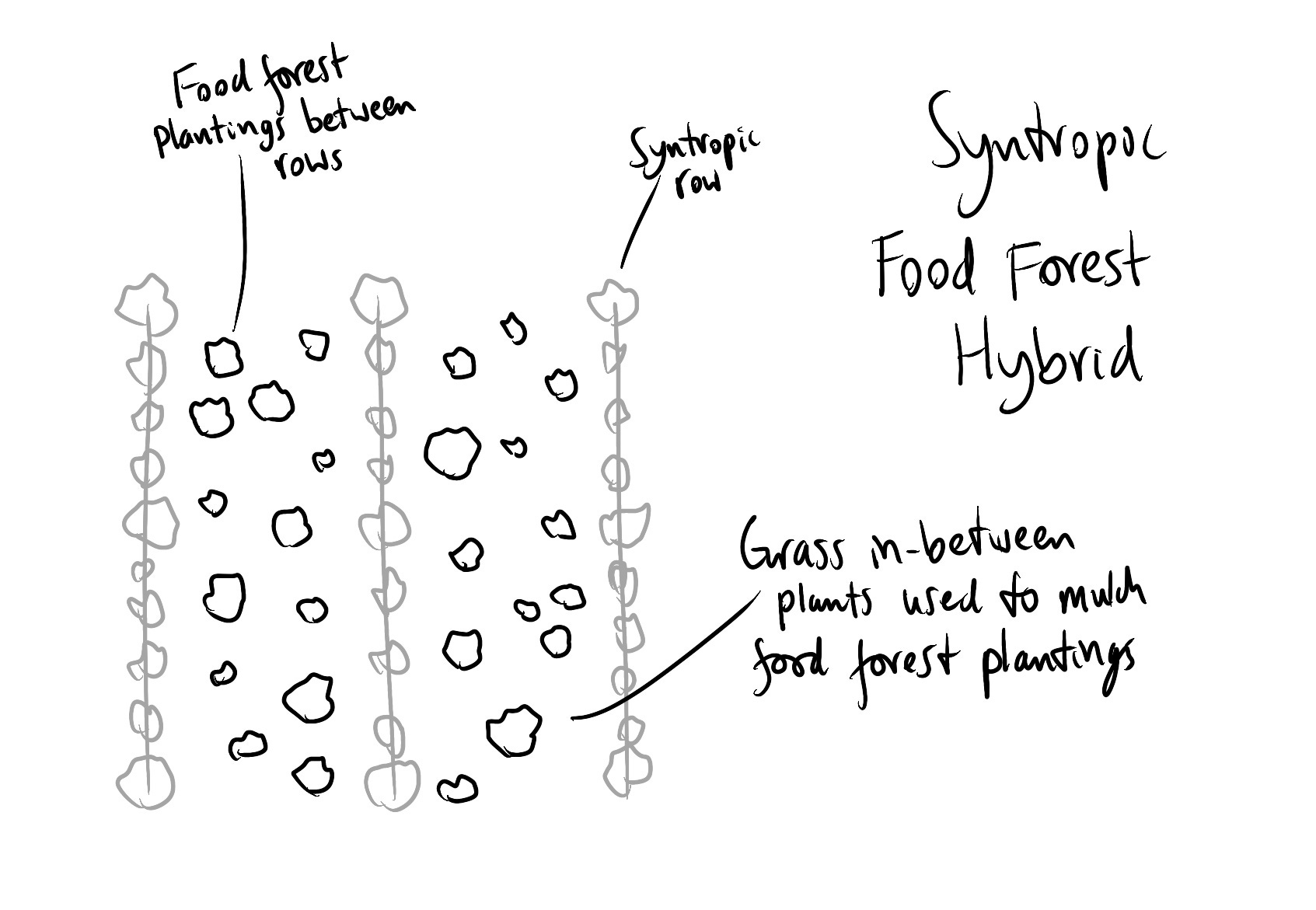 Converting an Orchard Into a Perennial Permaculture System