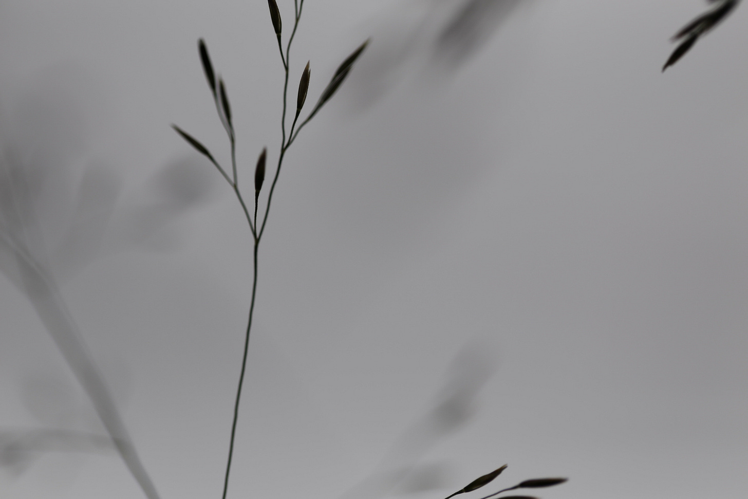 Abstract monochromatic close up of Deschampsia cespitosa panicle (tufted hair grass)