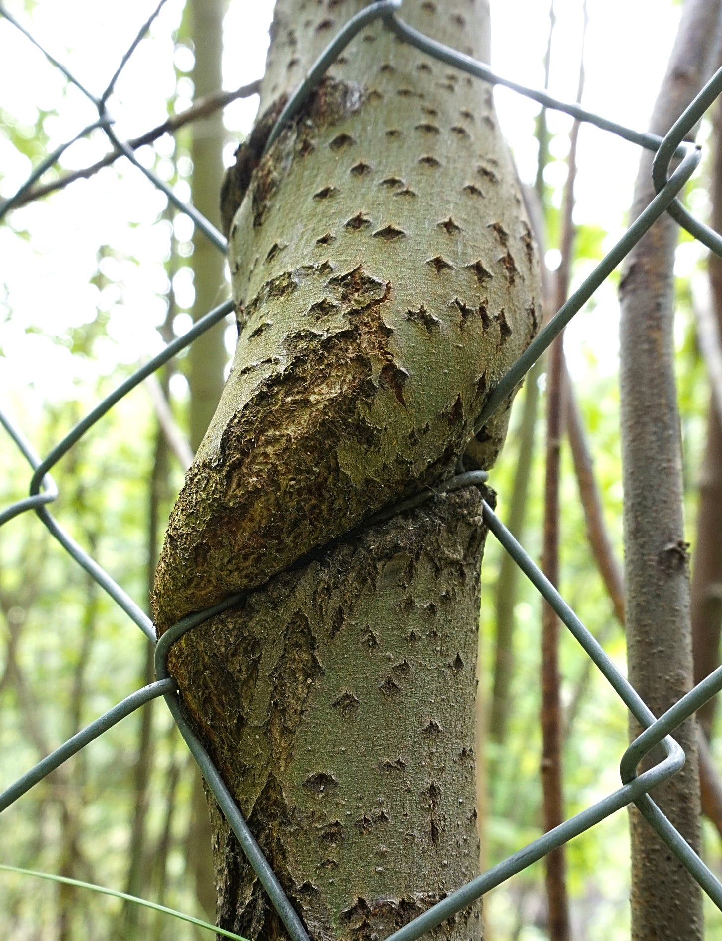 File:Tree growing through fence.jpg - Wikimedia Commons