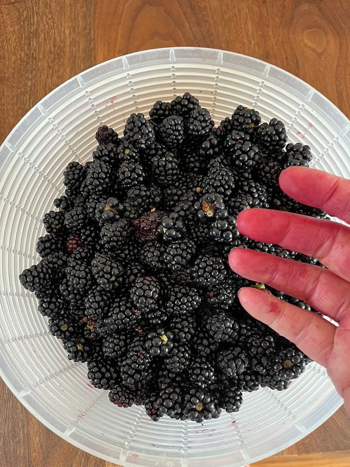 Rosa Boscobel and Outta the Blue, Bobo hydrangea, freshly picked blackberries