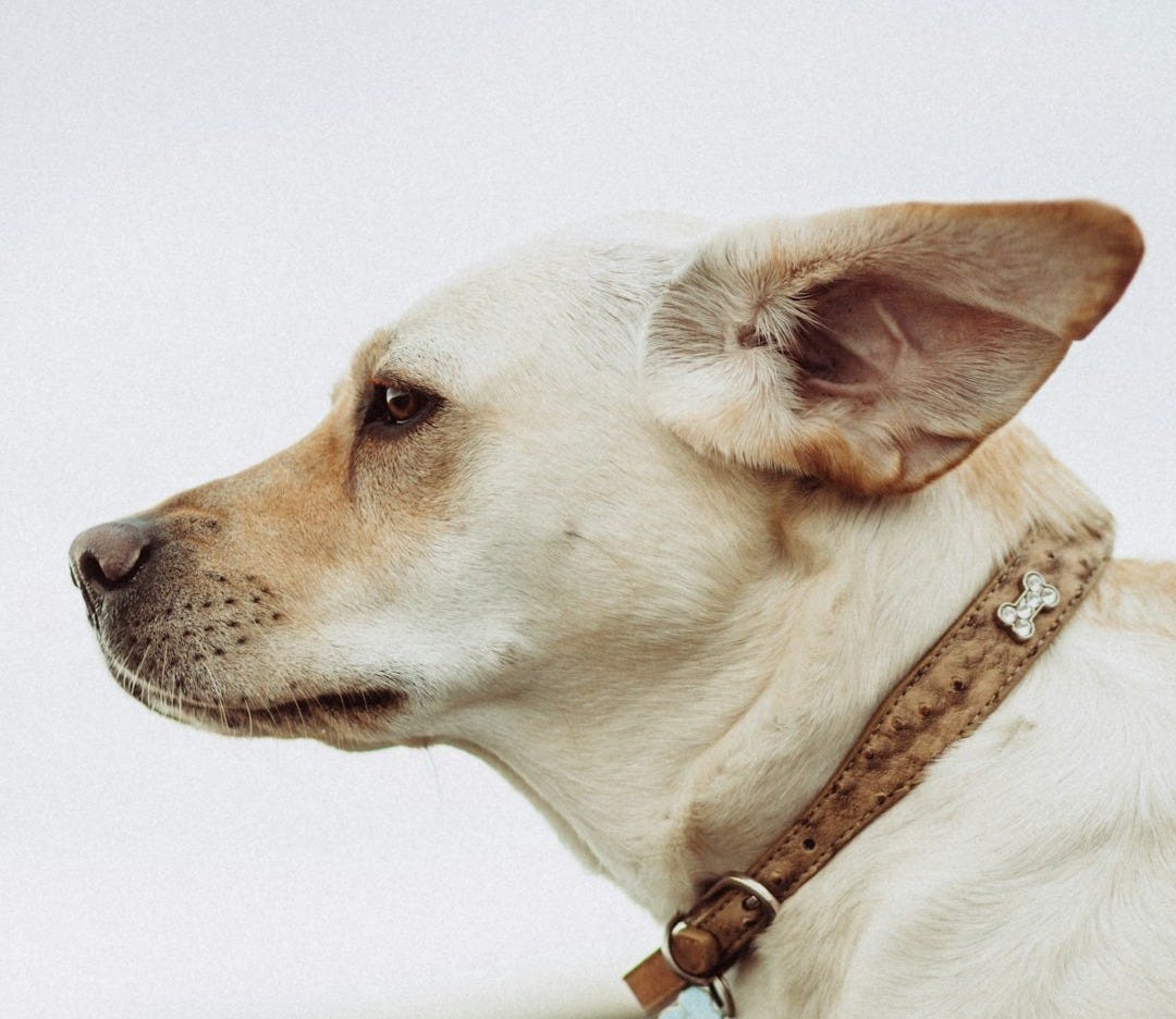 short-coated beige dog