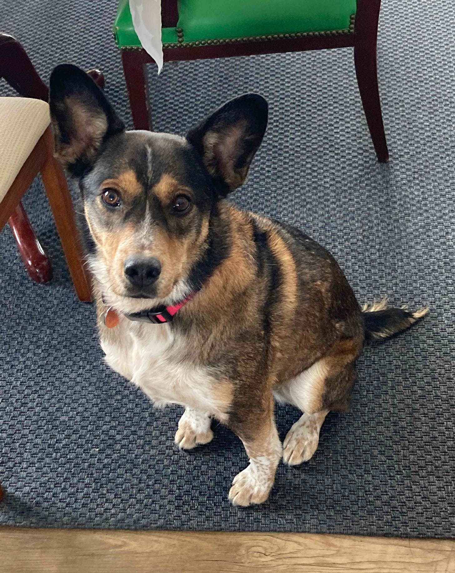 big eared dog on blue rug