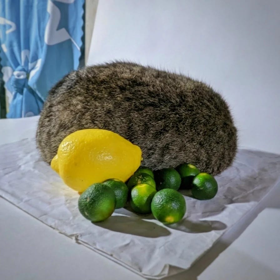 A brown tabby cat curled up sleeping next to fresh lemon and calamansi on white paper.
