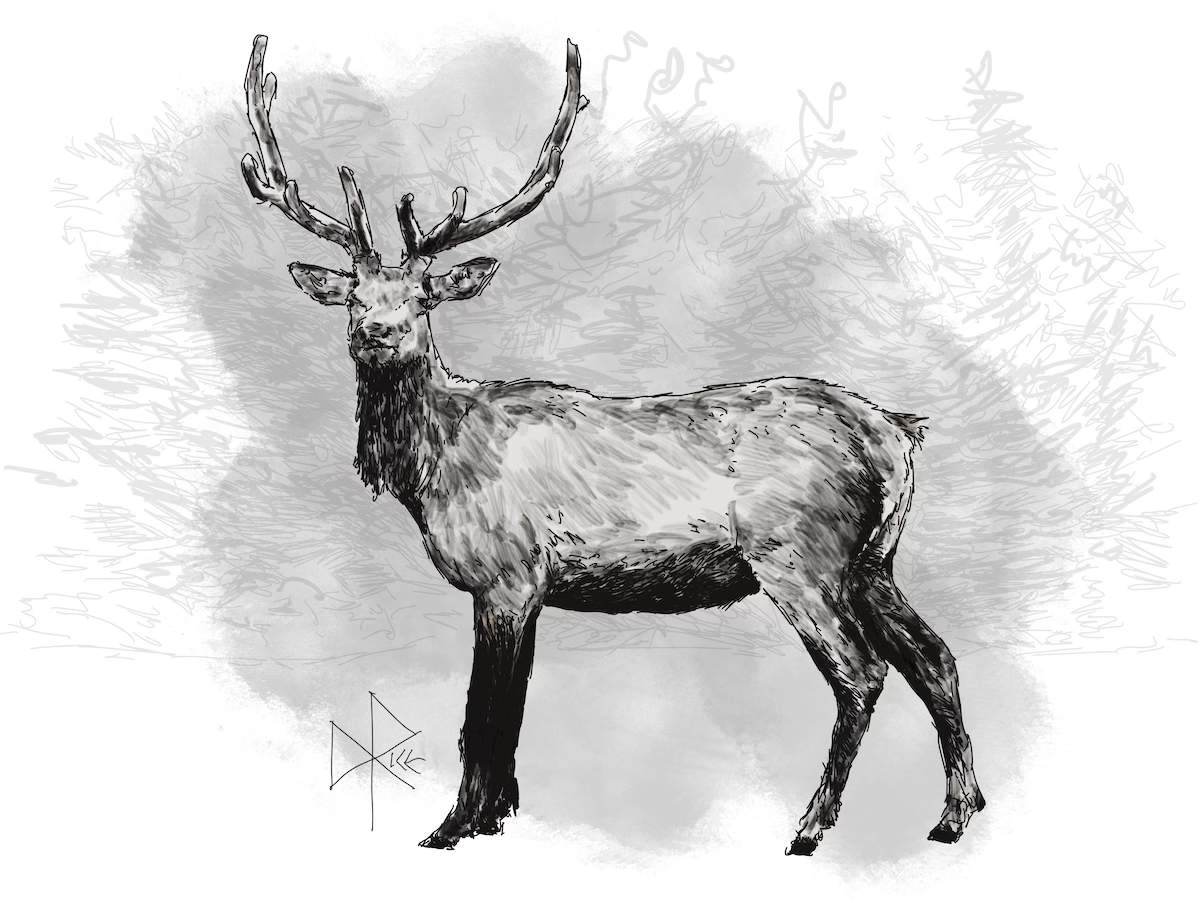An elk (a.k.a. wapiti) buck standing at the edge of a field, close to the tree line, looking attentively towards the viewer. The name ‘wapiti’ is derived from a Shawnee and Cree word meaning "white rump”. Sketch art by Don Rice.