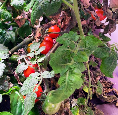 Three photos featuring cherry tomatoes waiting to be picked in the hydroponic garden; a picture of the white blooms of the red twig dogwood bush, and the coral blooms of a patch of Columbines.