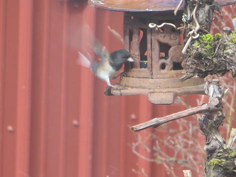 Chickadees discover the bird feeder