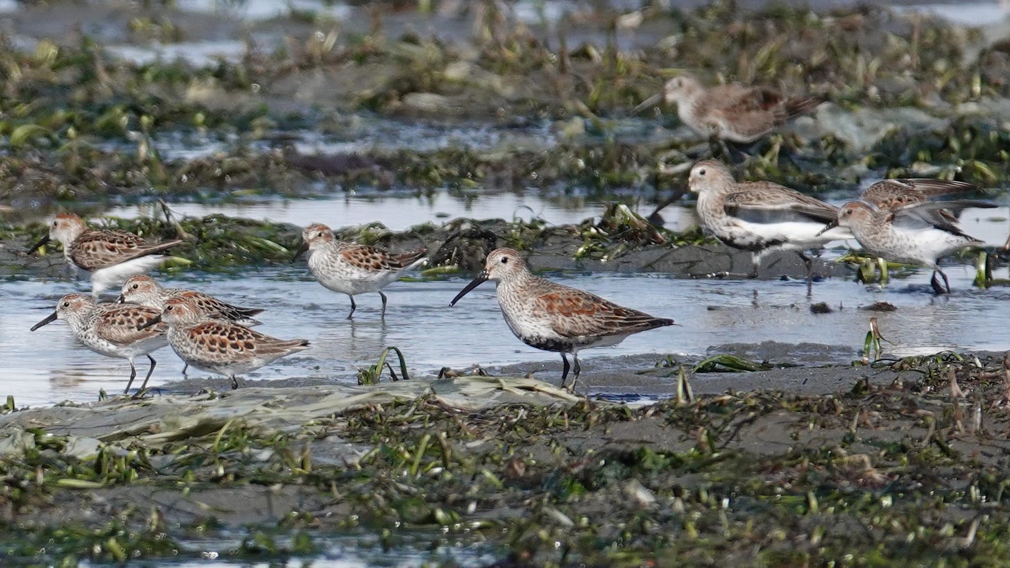 pic of Dunlin and Western Sandpipers
