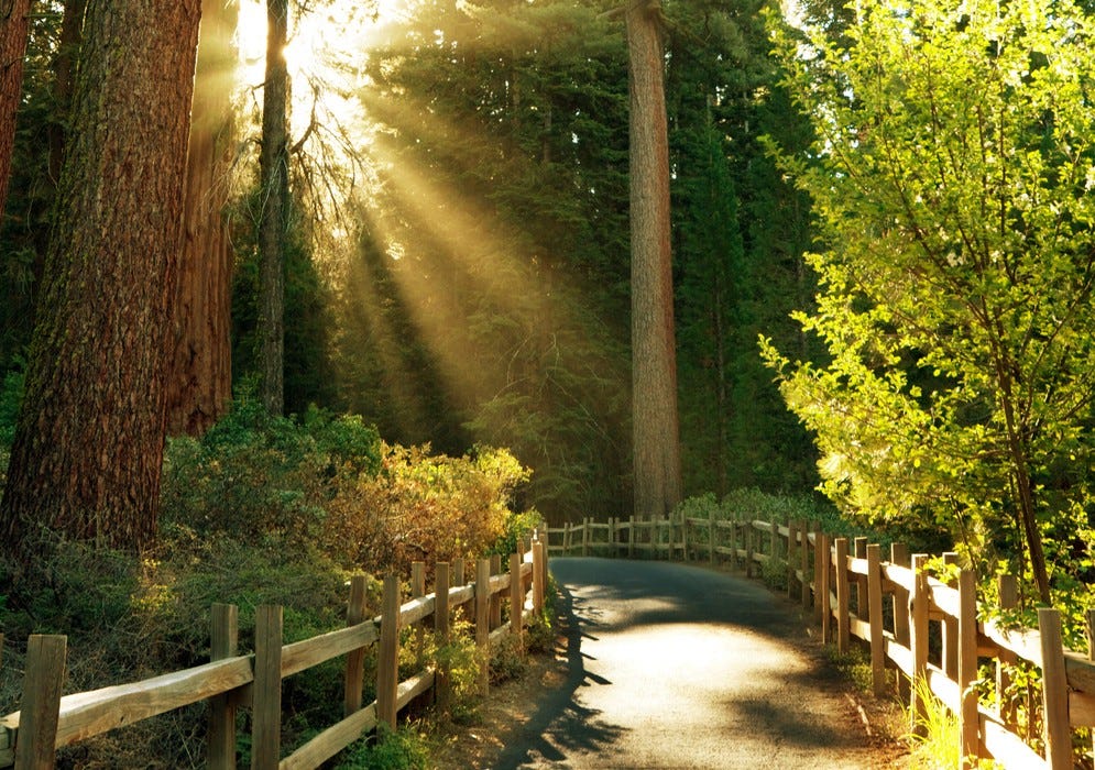 Why Each Of Us Needs A Nature Walk Every Now And Then