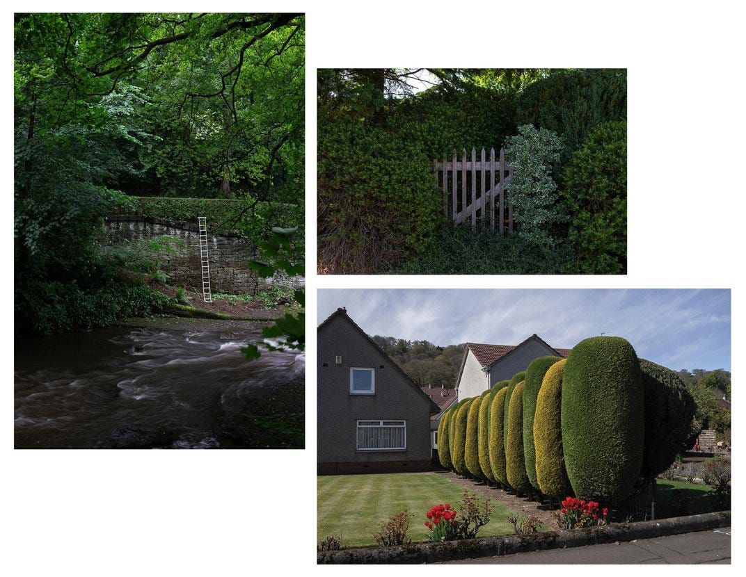 Ladder in community park; gate and border hedge; boundary hedge Ladder in community park; gate and border hedge; boundary hedge