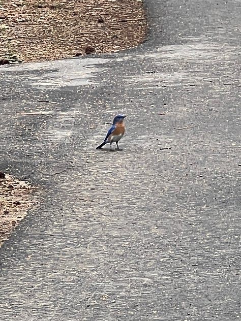 bluebird, downy woodpecker, pine warbler