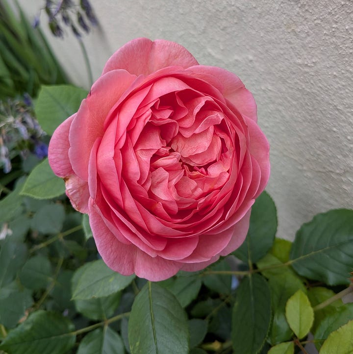 Several varieties of rose all in shades of red and pink