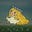 habiba ashraf's avatar