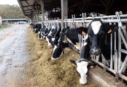 1news_ami8_manure_cows