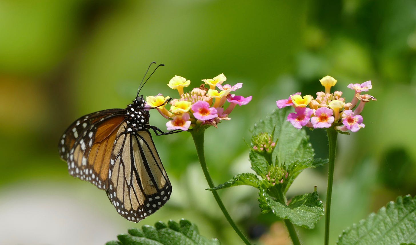 Butterfly on flowers