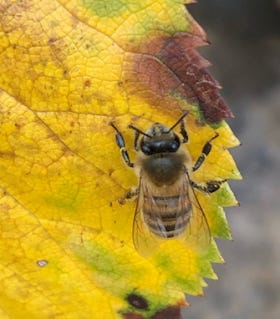 Honey bee on a leaf
