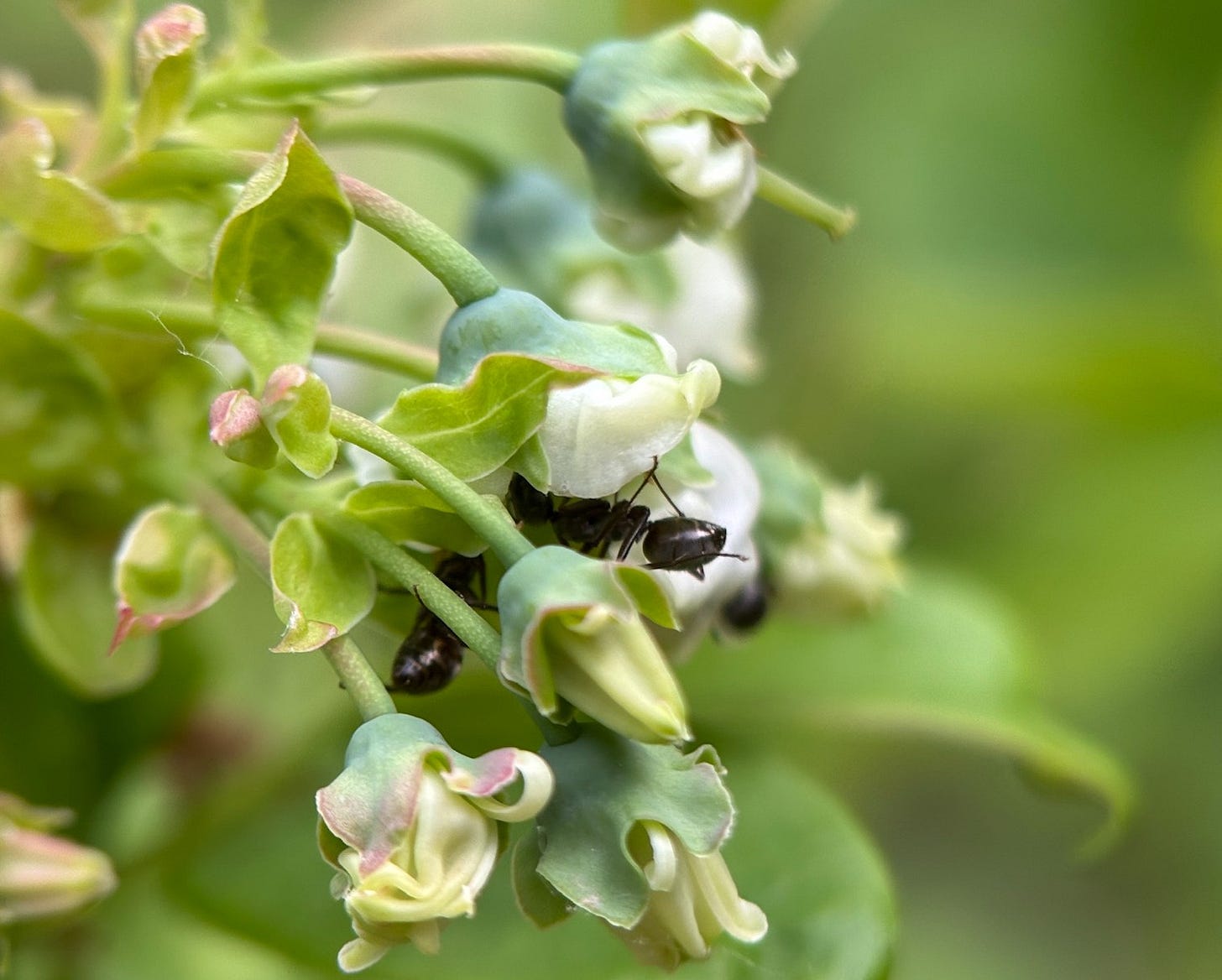   Ants crawling among the tiny, bell-shaped flowers of a blueberry bush.