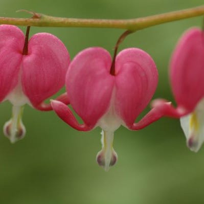 Natural Endometriosis & Adenomyosis Treatment (NEAT)