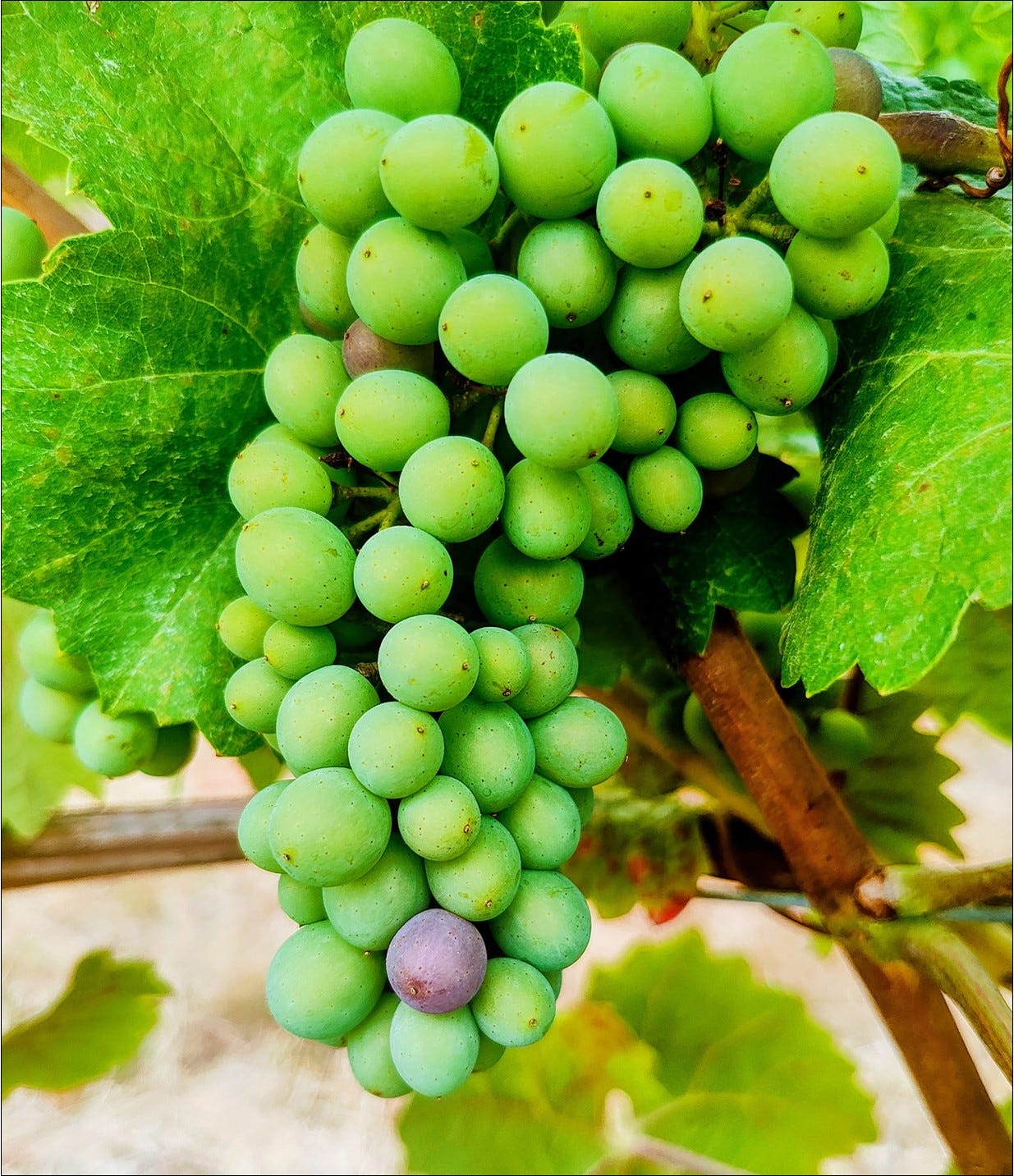 First blazing wine berry, Pinot Meunier In Flagrante, Vintage 2025!