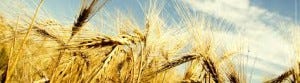 The Fields Are White Unto Harvest