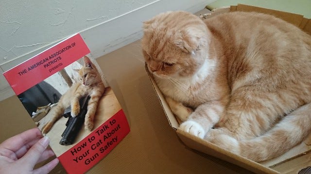 how to talk to your cat about gun safety how to talk to your cat about gun safety