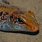 Planet Ficus Monthly Roundup #1