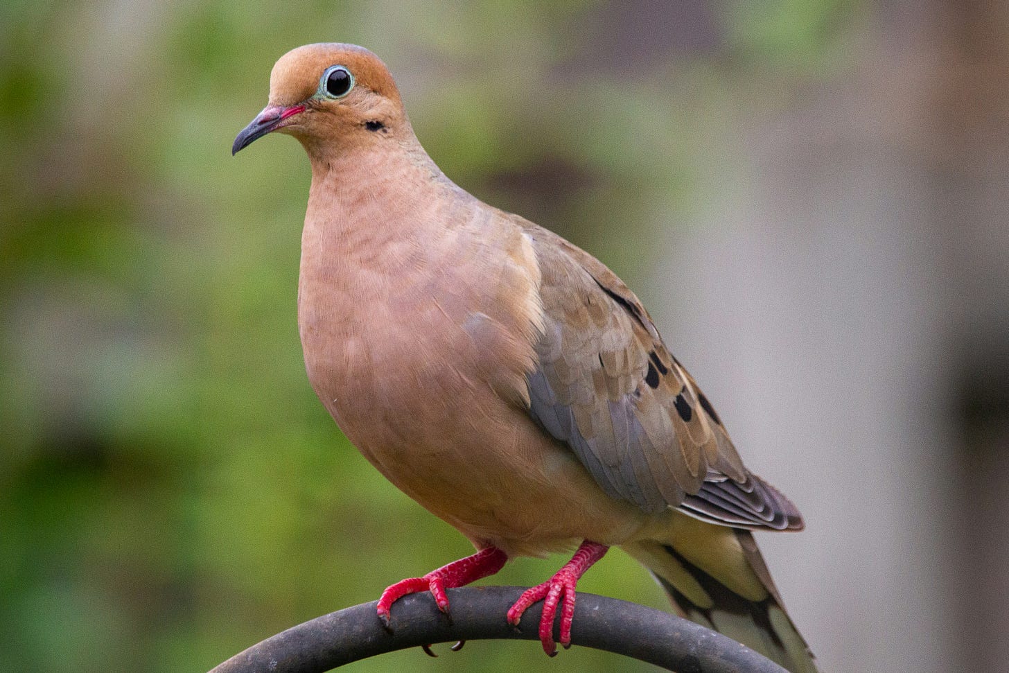 Mourning dove Mourning dove