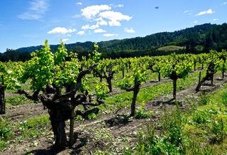 To Kalon I Block, 71 year old Sauvignon Blanc To Kalon I Block, 71 year old Sauvignon Blanc