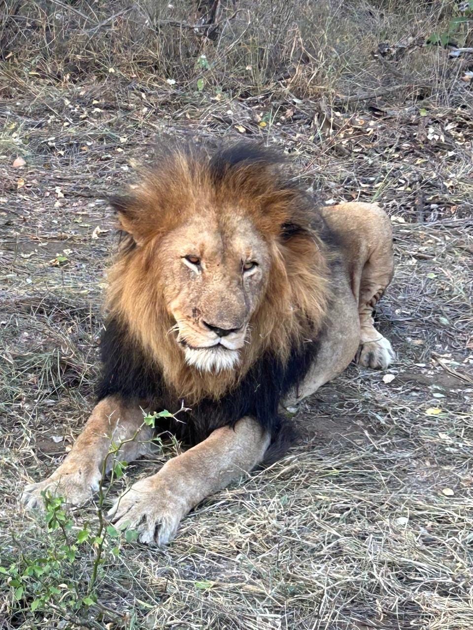 A mature male lion with a full dark mane lies on dry grass, staring calmly at the camera. His face shows signs of age and experience.