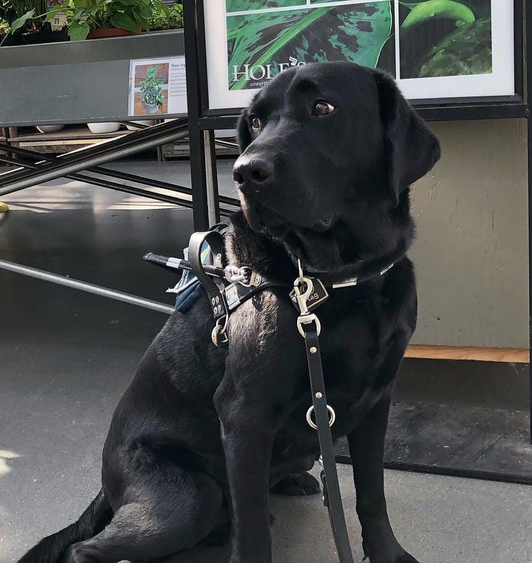 a black lab, Cooper, in his working harness 