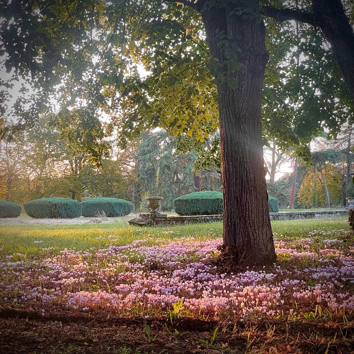 A collage of the grounds around the rented farmhouse, including an iron gate set into an ivy-covered stone wall, a garden path, a courtyard strung with bunting at dusk, two small children watching a rainbow from a doorway, pink cyclamen carpeting the ground beneath a large tree, and children walking down tree-lined country paths.