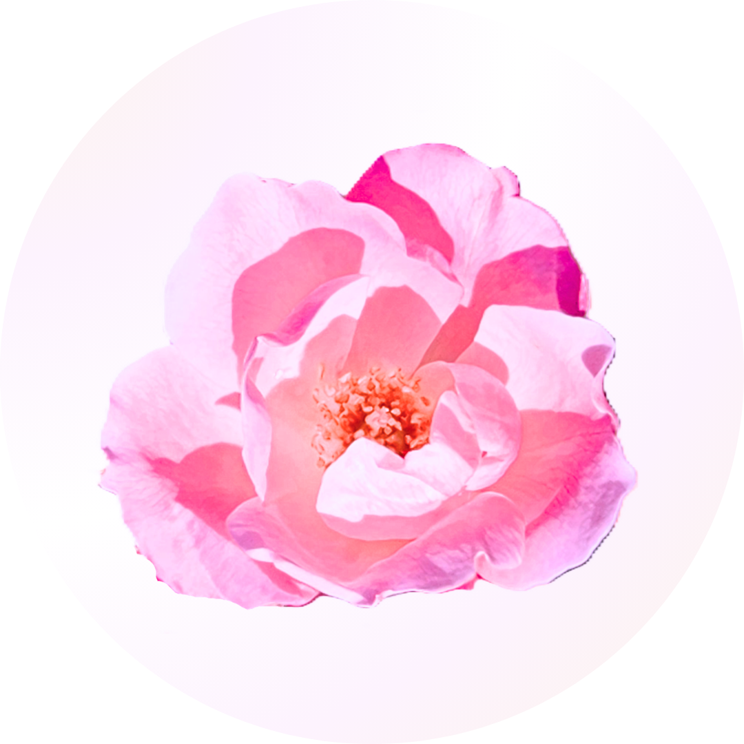 Black Feminist Collective Newsletter