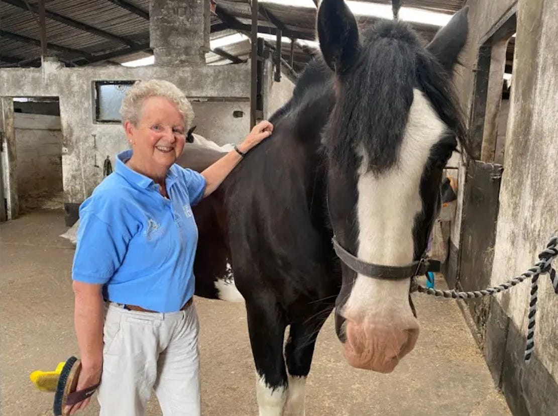 Charlie the horse makes a difference to disabled riders