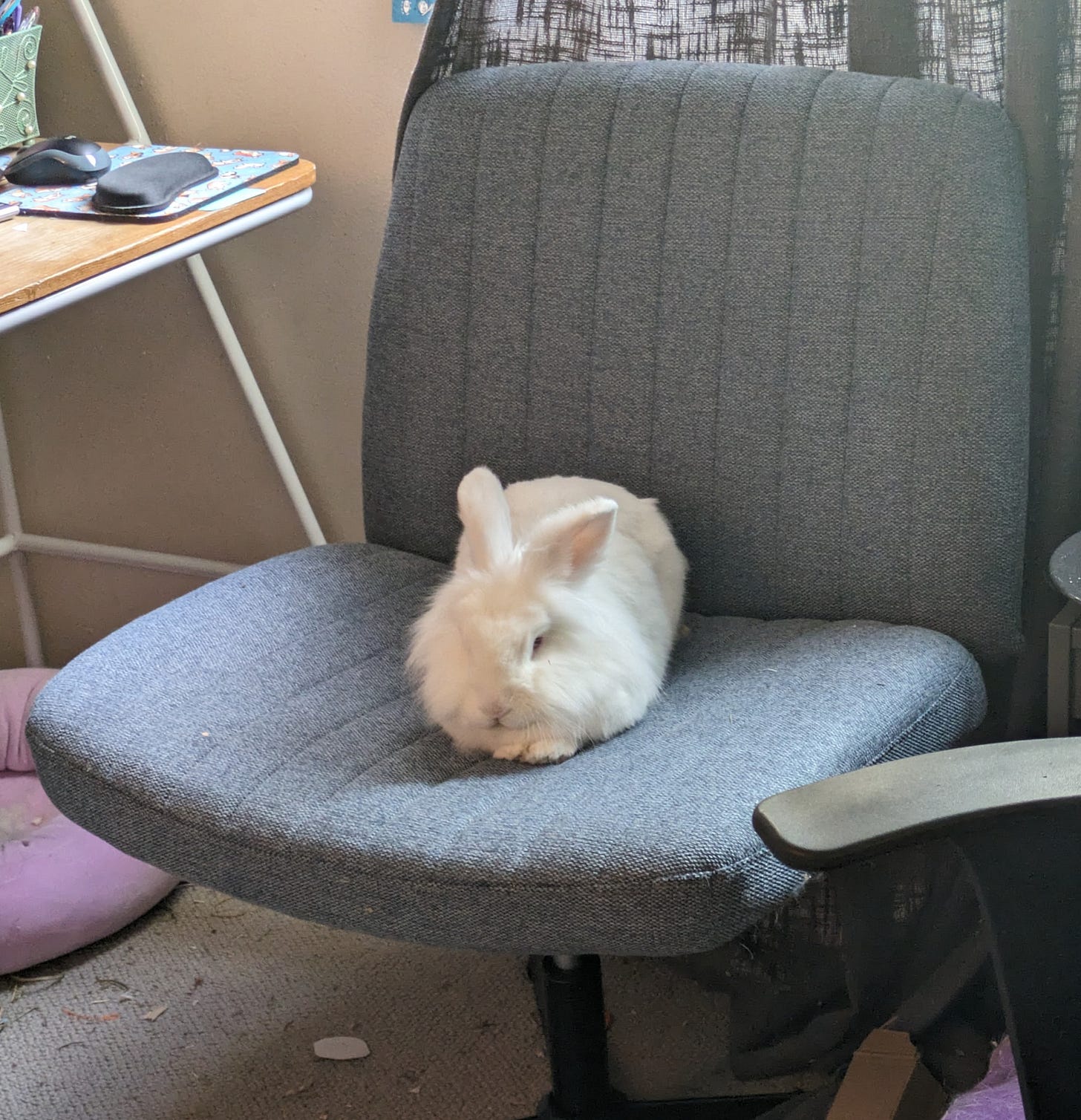 White lionhead rabbit loafing on a large blue office chair