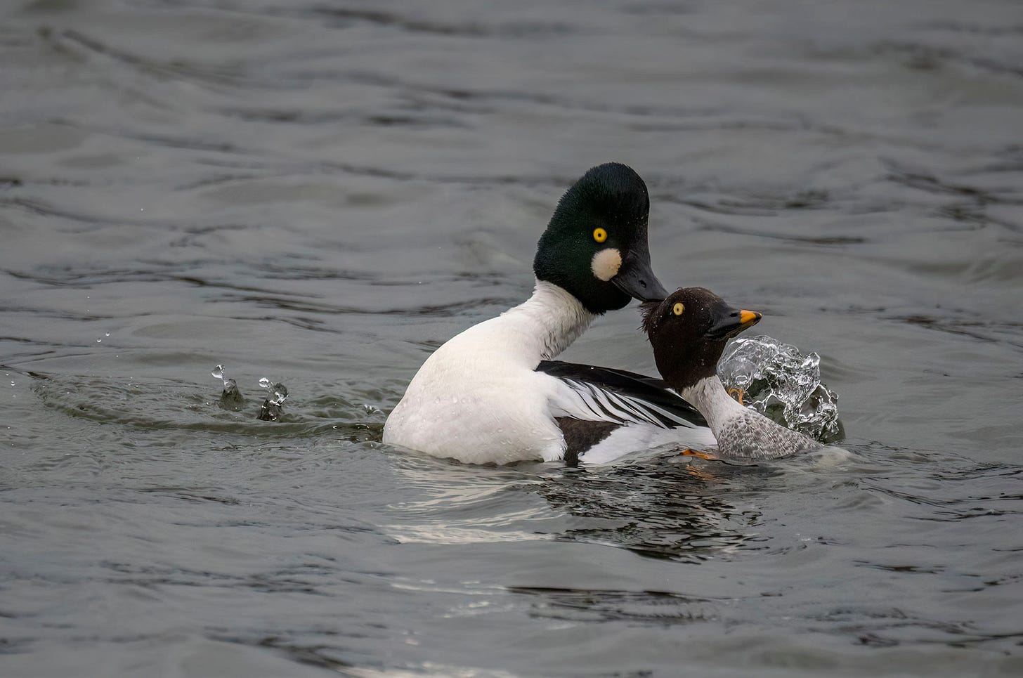 Photo of goldeneye ducks mating