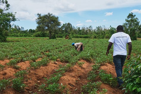 Sweet Potato Value Chain