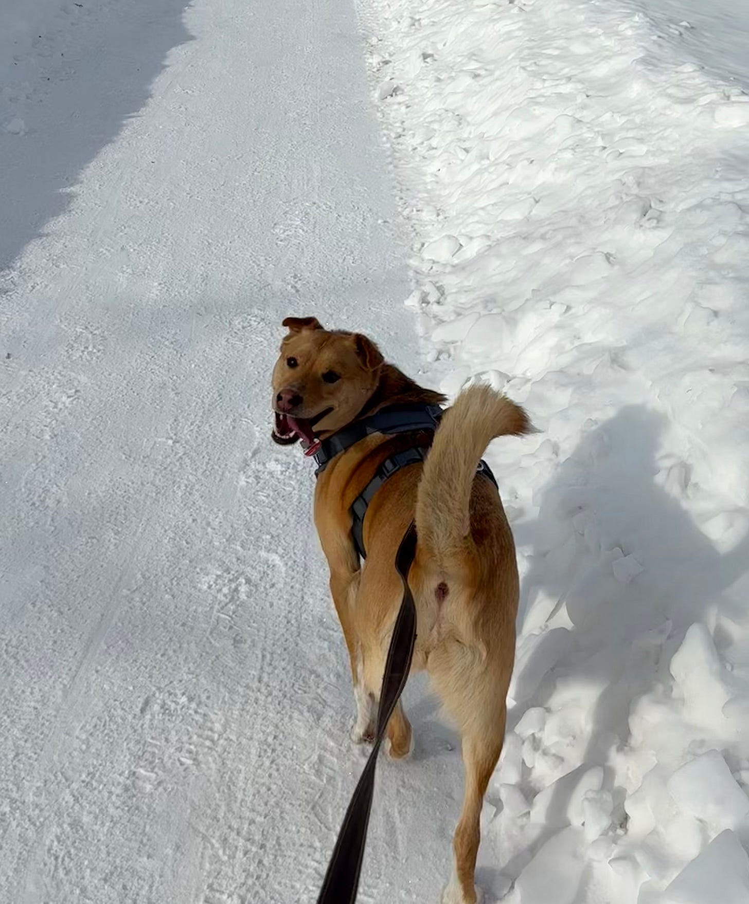 Cute dog running on snow covered pathway