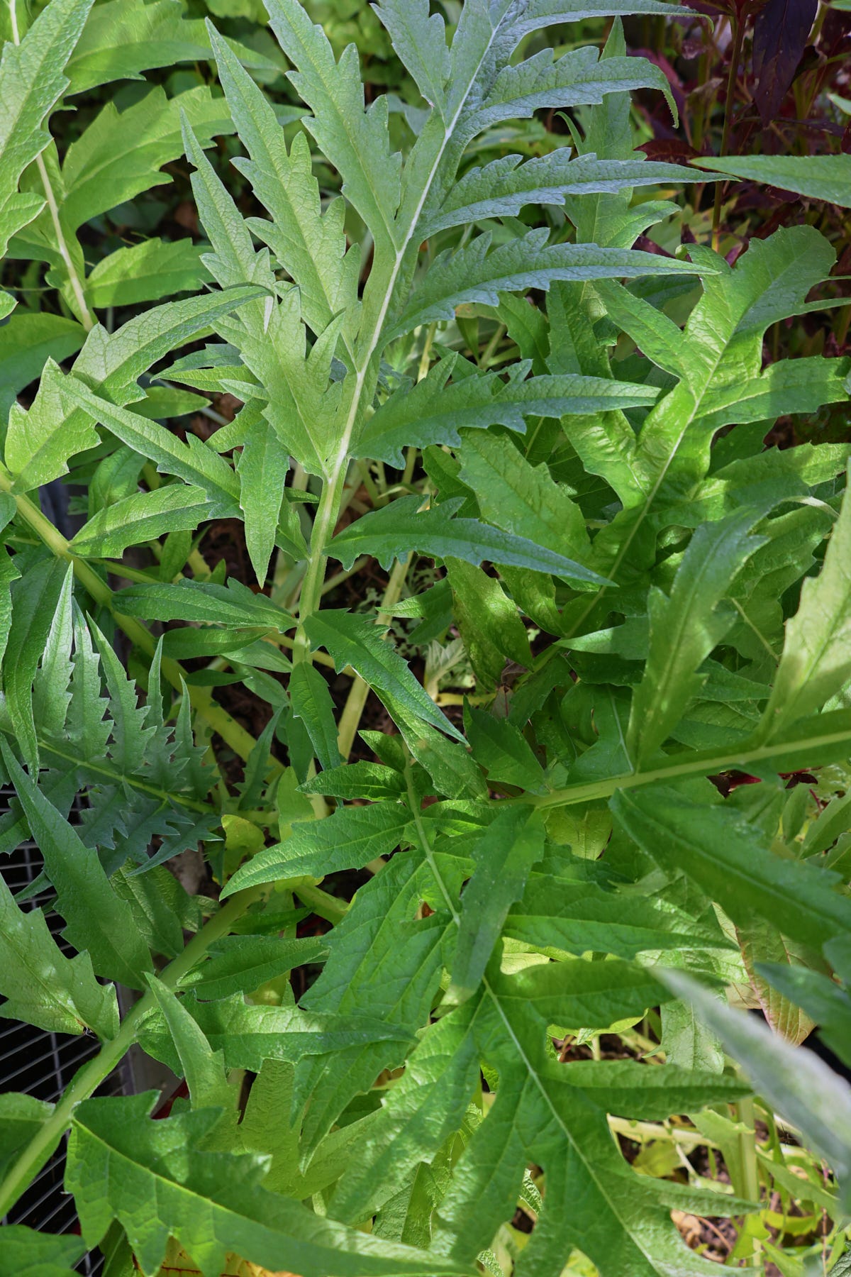 cardoon plants cardoon plants