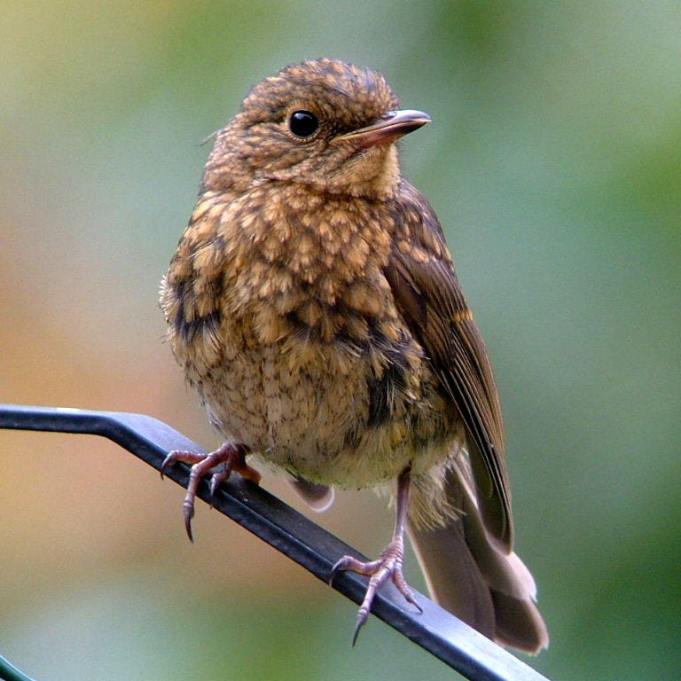 Young Robin