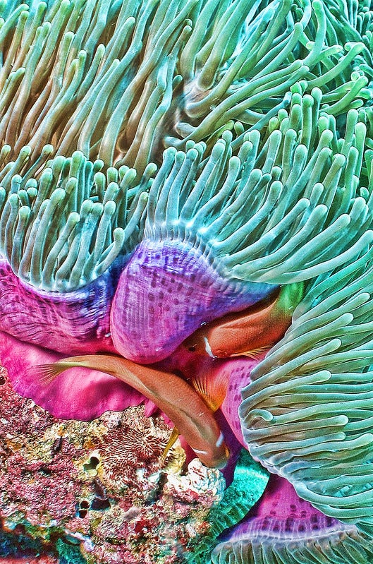 photograph of two fish hiding in an anemone