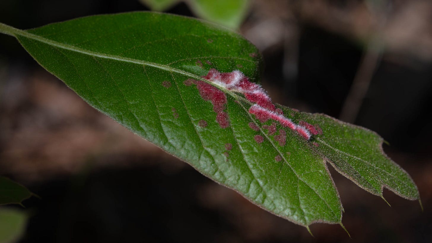 A bright green oak leaf whose lobes taper to sharp points, with a fuzzy splash of bright red and snow white fluff around the petiole and some of the leaf veins in the center of the leaf surface.