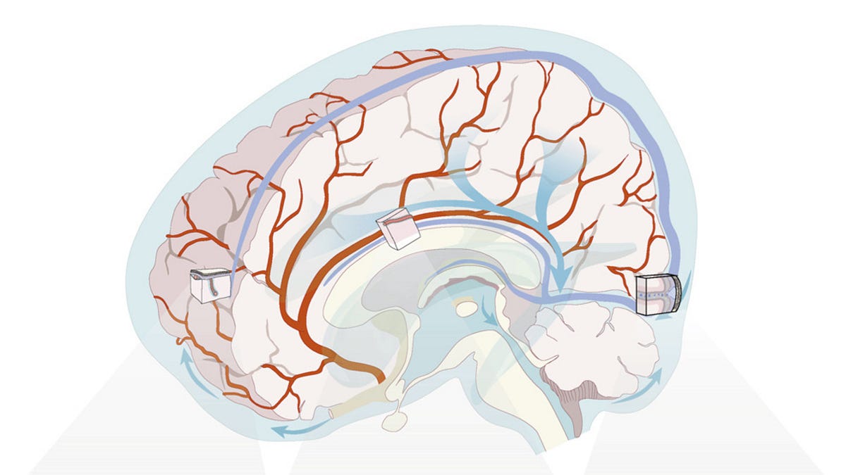 Does Morning Light Clean the Brain? A New Mechanism for How Light ...