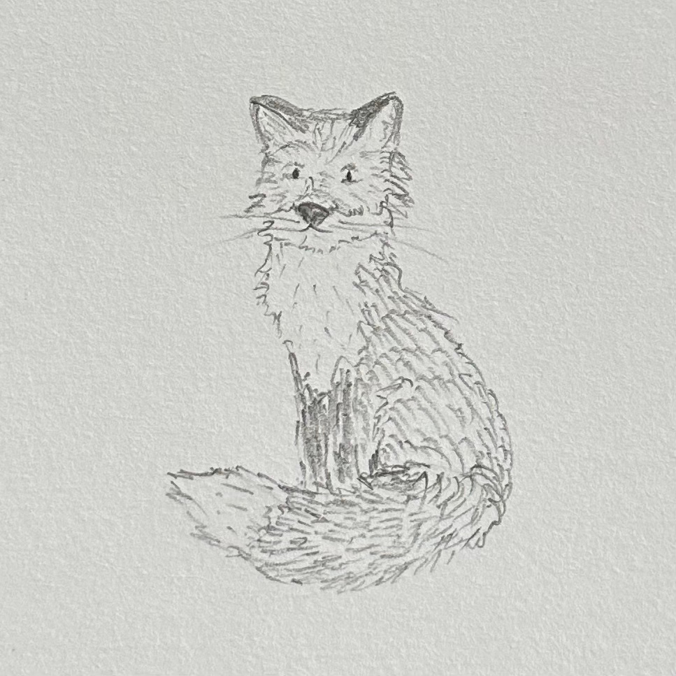 A pencil sketch of a fox sitting upright with his tail wrapped around his paws