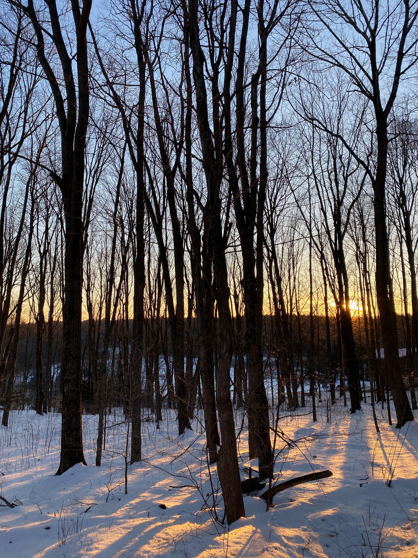 Dark trees silhouetted against a blue and gold sky at sunset; the sun is golden on the horizon, and the trees cast shadows across the snowy ground.