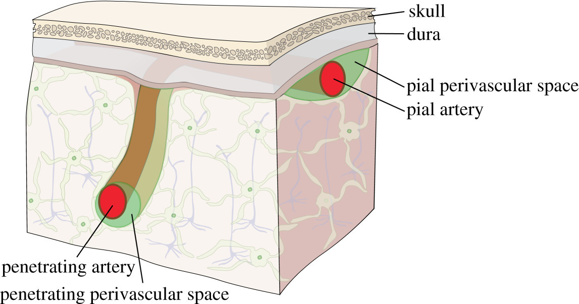 Fluid dynamics of cerebrospinal fluid flow in perivascular spaces | Journal of The Royal Society Interface Fluid dynamics of cerebrospinal fluid flow in perivascular spaces | Journal of The Royal Society Interface