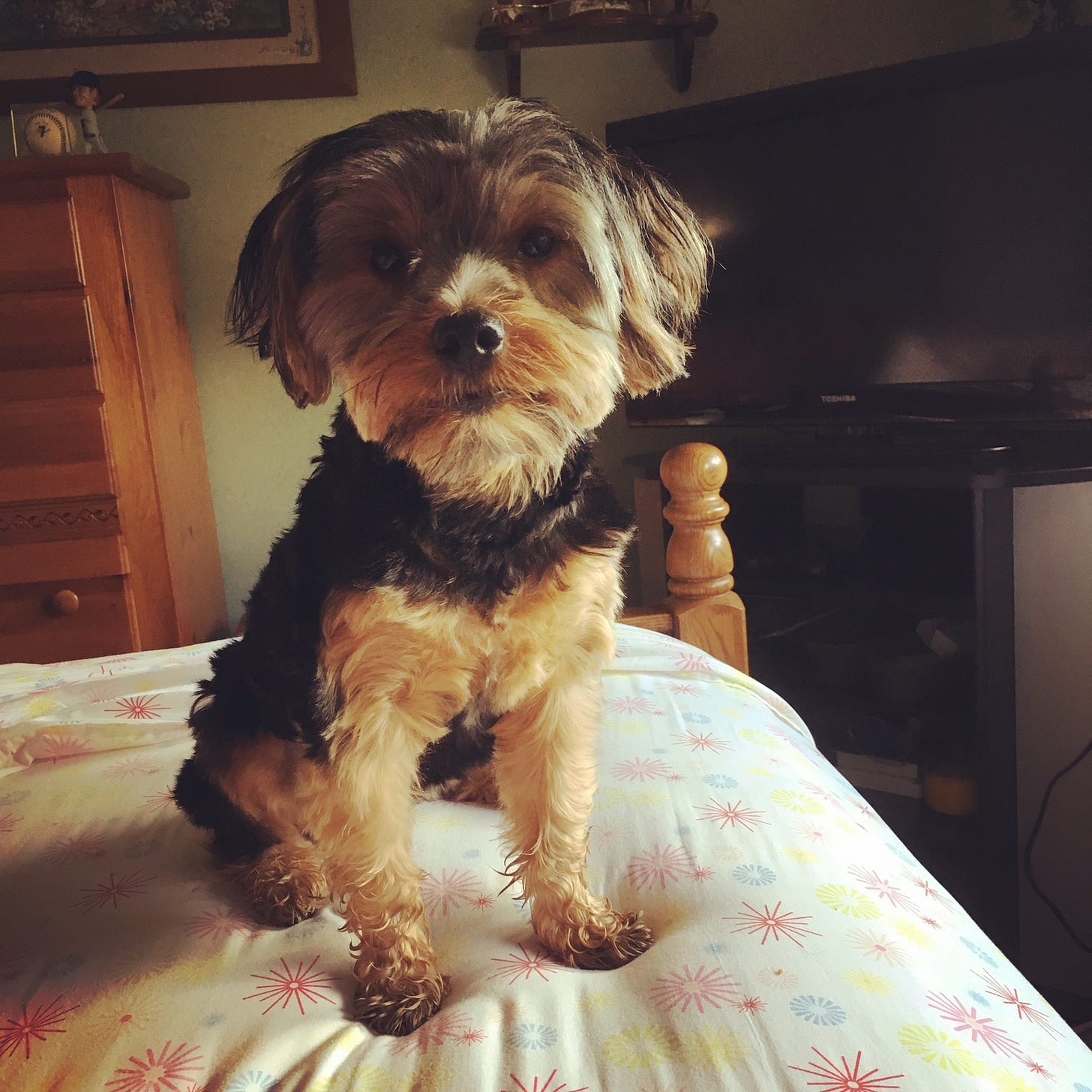 Buddy the Yorkie sitting upright on a bed, staring at the camera. Likely waiting for his breakfast.