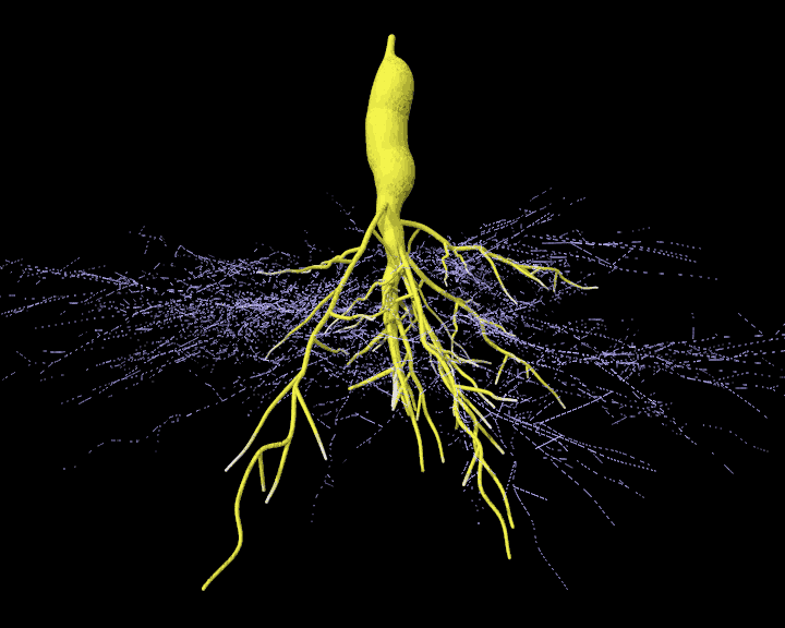File:Arbuscular mycorrhizal root tuber.GIF - Wikimedia Commons