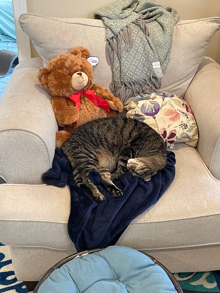 images of Olive, a small brown tabby, and Steve, a bigger greyish tabby, curled up on a white armchair. They are snuggled between a pillow and a brown teddy bear with a red bow around his neck