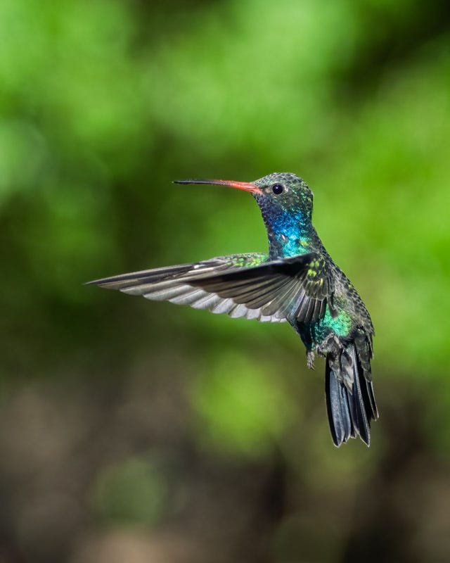 20250901-MaderaCanyon-52-Edit.jpg 20250901-MaderaCanyon-52-Edit.jpg