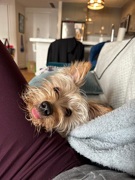 three images of a perfect terrier thing