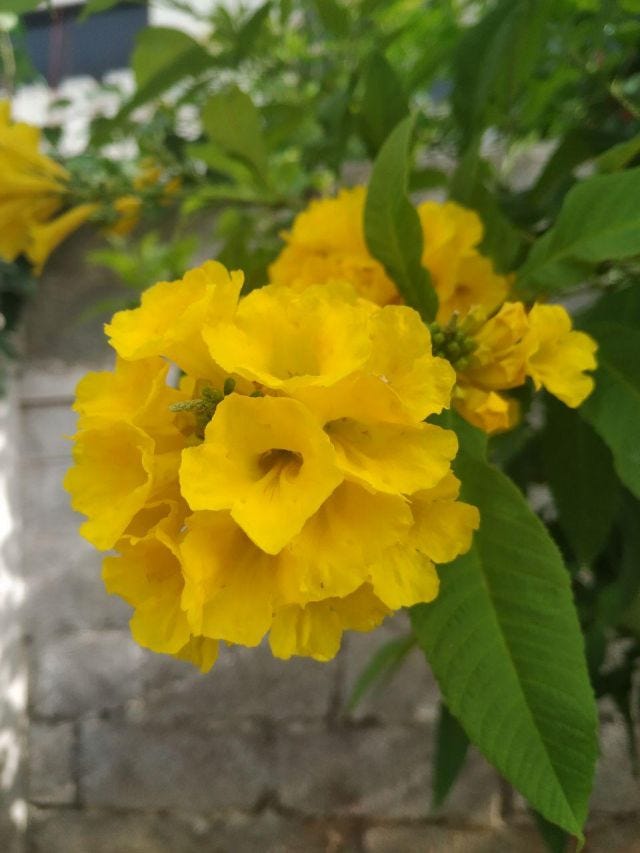 A bunch of yellow flowers on a tree. A bunch of yellow flowers on a tree.